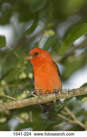 Picture - Close-up of a Scarlet Tanager (Piranga olivacea) perching on a tree branch. Fotosearch