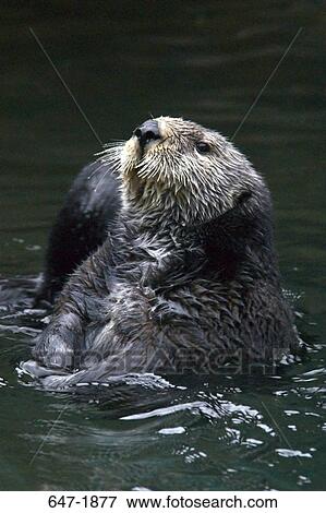 Close-up of a Sea otter (Enhydra lutris) View Large Photo Image Stock Photo - Close-up of a Sea otter (Enhydra lutris). Fotosearch