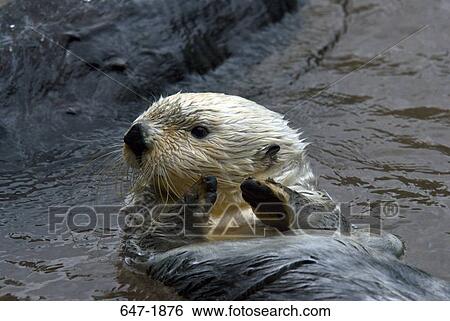 Stock Photograph - Close-up of a Sea otter (Enhydra lutris). Fotosearch