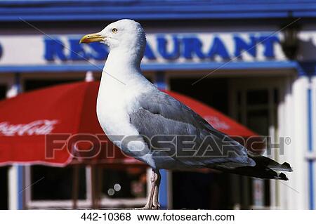 Close-up of a seagull in front of a restaurant, Hastings, Sussex, England View Large Photo Image Stock Photo - Close-up of a seagull in front of a restaurant, Hastings, Sussex, England. Fotosearch
