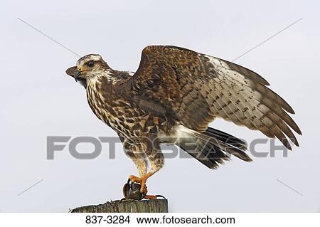 Close-up of a Snail kite (Rostrhamus sociabilis) perching on a wooden post View Large Photo Image Picture - Close-up of a Snail kite (Rostrhamus sociabilis) perching on a wooden post. Fotosearch