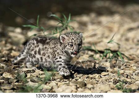 Close-up of a Snow Leopard cub walking on stones (Panthera uncia) View Large Photo Image Stock Photo - Close-up of a Snow Leopard cub walking on stones (Panthera uncia). Fotosearch