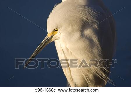 Close-up of a Snowy egret (Egretta thula) View Large Photo Image Stock Image - Close-up of a Snowy egret (Egretta thula). Fotosearch
