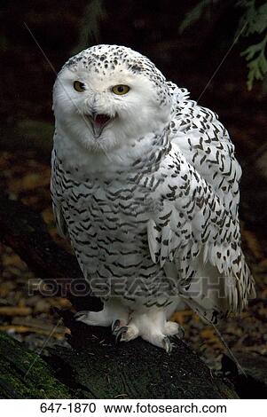Stock Image - Close-up of a Snowy owl (Nyctea scandiaca). Fotosearch