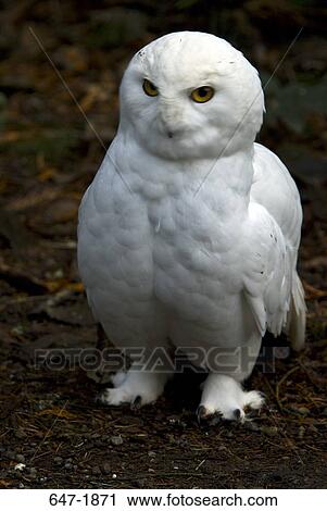 Close-up of a Snowy owl (Nyctea scandiaca) View Large Photo Image Stock Image - Close-up of a Snowy owl (Nyctea scandiaca). Fotosearch