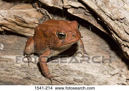 Close-up of a Southern Toad (Bufo terrestris) on a fallen tree View Large Photo Image Picture - Close-up of a Southern Toad (Bufo terrestris) on a fallen tree. Fotosearch