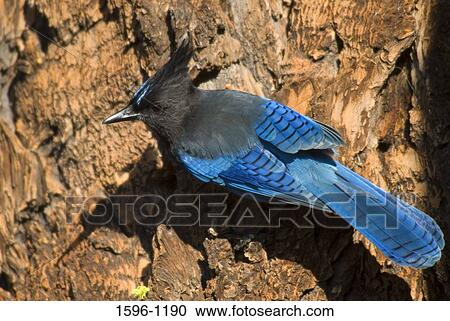 Close-up of a Stellers Jay (Cyanocitta stelleri) perching on a tree trunk View Large Photo Image Stock Image - Close-up of a Stellers Jay (Cyanocitta stelleri) perching on a tree trunk. Fotosearch