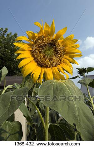 Close-up of a Sunflower (Helianthus annuus) View Large Photo Image Stock Image - Close-up of a Sunflower (Helianthus annuus). Fotosearch