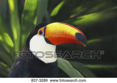 Close-up of a Toco toucan (Ramphastos toco) View Large Photo Image Stock Photo - Close-up of a Toco toucan (Ramphastos toco). Fotosearch
