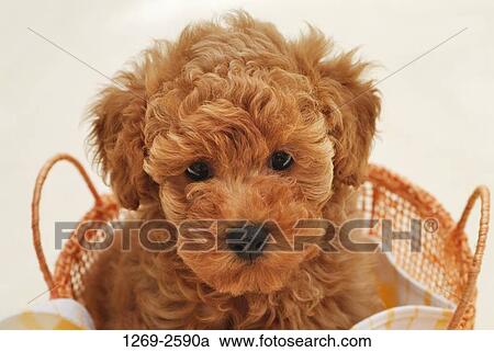 Close-up of a Toy poodle puppy in a basket View Large Photo Image Stock Image - Close-up of a Toy poodle puppy in a basket. Fotosearch