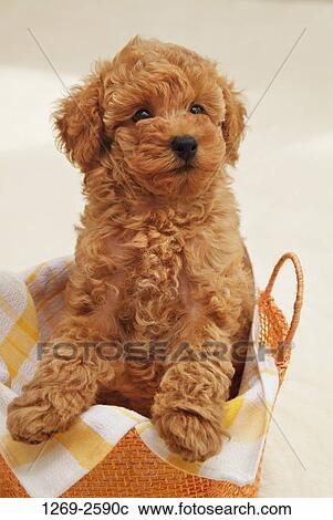 Close-up of a Toy poodle puppy in a basket View Large Photo Image Stock Image - Close-up of a Toy poodle puppy in a basket. Fotosearch