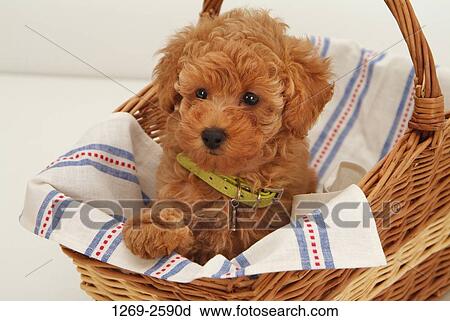 Close-up of a Toy poodle puppy in a basket View Large Photo Image Stock Image - Close-up of a Toy poodle puppy in a basket. Fotosearch