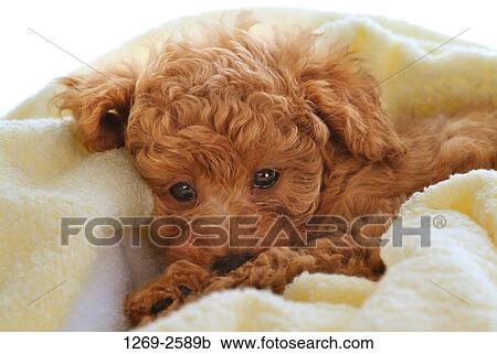 Close-up of a Toy poodle puppy on a towel View Large Photo Image Stock Image - Close-up of a Toy poodle puppy on a towel. Fotosearch