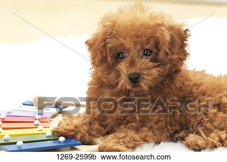 Stock Image - Close-up of a Toy poodle puppy playing a xylophone. Fotosearch