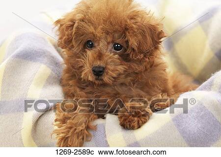 Close-up of a Toy poodle puppy sitting on a blanket View Large Photo Image Stock Image - Close-up of a Toy poodle puppy sitting on a blanket. Fotosearch