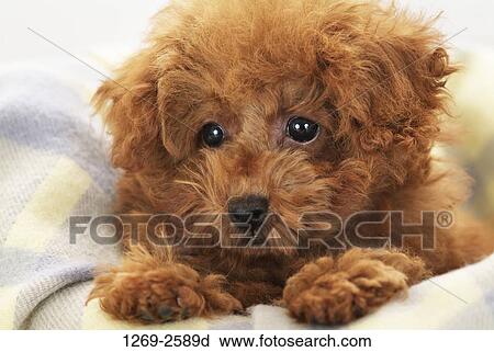 Close-up of a Toy poodle puppy sitting on a blanket View Large Photo Image Stock Image - Close-up of a Toy poodle puppy sitting on a blanket. Fotosearch