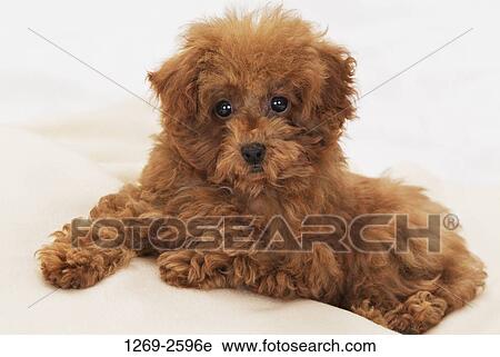 Close-up of a Toy poodle puppy sitting on steps View Large Photo Image Stock Image - Close-up of a Toy poodle puppy sitting on steps. Fotosearch