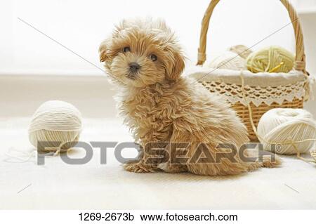 Close-up of a Toy poodle puppy sitting near a wicker basket View Large Photo Image Stock Image - Close-up of a Toy poodle puppy sitting near a wicker basket. Fotosearch