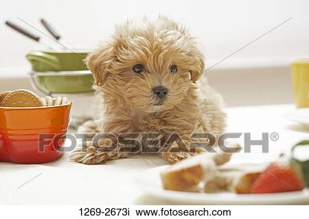 Close-up of a Toy poodle puppy sitting near a bowl of biscuits View Large Photo Image Stock Image - Close-up of a Toy poodle puppy sitting near a bowl of biscuits. Fotosearch