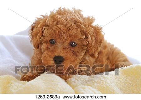 Close-up of a Toy poodle puppy View Large Photo Image Stock Image - Close-up of a Toy poodle puppy. Fotosearch