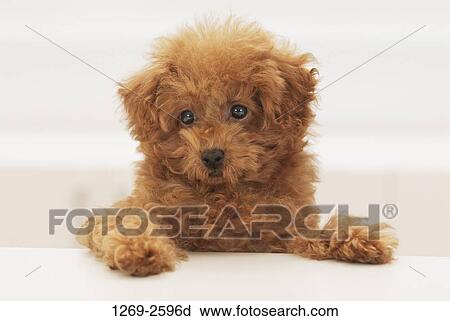 Stock Image - Close-up of a Toy poodle puppy. Fotosearch