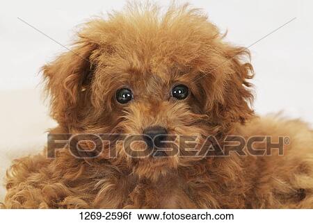 Stock Image - Close-up of a Toy poodle puppy. Fotosearch