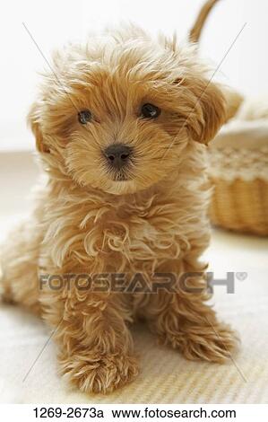 Close-up of a Toy poodle puppy View Large Photo Image Stock Image - Close-up of a Toy poodle puppy. Fotosearch