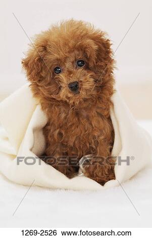 Close-up of a Toy poodle puppy under a blanket View Large Photo Image Stock Photograph - Close-up of a Toy poodle puppy under a blanket. Fotosearch