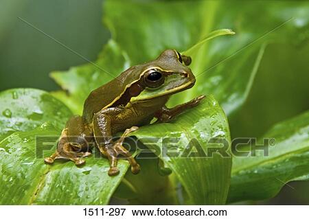 Close-up of a Tree frog on a leaf, Costa Rica View Large Photo Image Stock Photo - Close-up of a Tree frog on a leaf, Costa Rica. Fotosearch