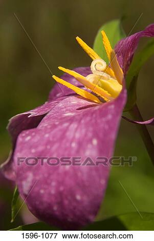 Close-up of a Trillium flower View Large Photo Image Stock Photo - Close-up of a Trillium flower. Fotosearch