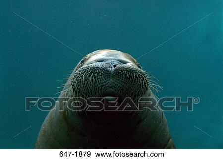 Stock Photo - Close-up of a walrus (Odobenus rosmarus). Fotosearch