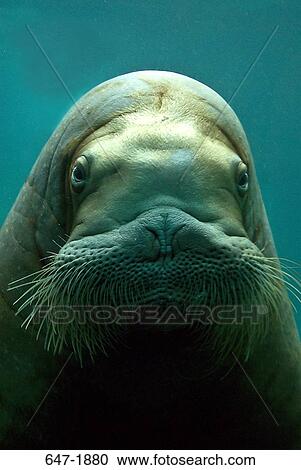 Close-up of a walrus (Odobenus rosmarus), Point Defiance Zoo and Aquarium, Tacoma, Washington State, USA View Large Photo Image Stock Image - Close-up of a walrus (Odobenus rosmarus), Point Defiance Zoo and Aquarium, Tacoma, Washington State, USA. Fotosearch
