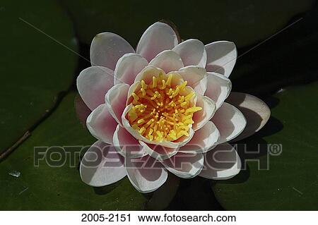 Close-up of a Water Lily View Large Photo Image Stock Image - Close-up of a Water Lily. Fotosearch