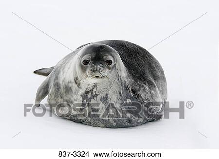 Close-up of a Weddell seal (Leptonychotes weddellii) lying on ice View Large Photo Image Picture - Close-up of a Weddell seal (Leptonychotes weddellii) lying on ice. Fotosearch