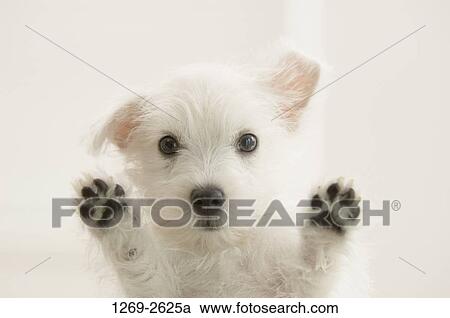 Close-up of a West Highland White Terrier puppy looking through a window View Large Photo Image Stock Image - Close-up of a West Highland White Terrier puppy looking through a window. Fotosearch