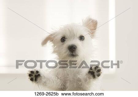 Close-up of a West Highland White Terrier puppy looking through a window View Large Photo Image Stock Image - Close-up of a West Highland White Terrier puppy looking through a window. Fotosearch