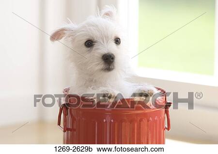 Stock Image - Close-up of a West Highland White Terrier puppy in a garbage bin. Fotosearch