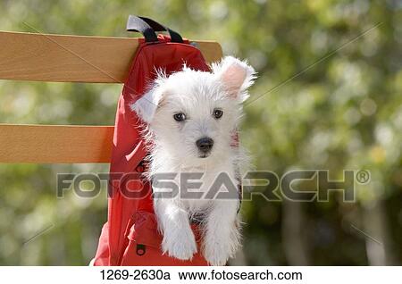 Stock Image - Close-up of a West Highland White Terrier puppy in a red backpack hanging on a wooden plank. Fotosearch