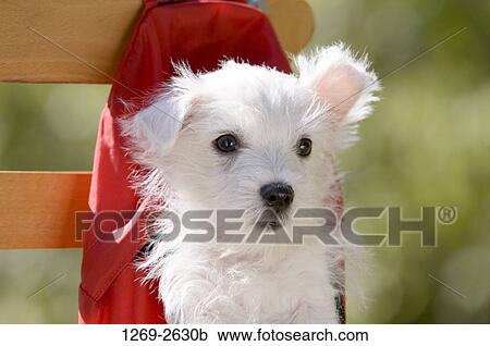 Close-up of a West Highland White Terrier puppy in a red backpack hanging on a wooden plank View Large Photo Image Stock Image - Close-up of a West Highland White Terrier puppy in a red backpack hanging on a wooden plank. Fotosearch