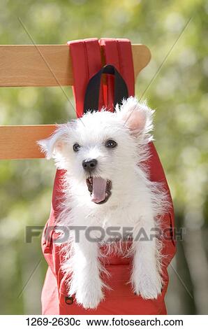 Close-up of a West Highland White Terrier puppy in a red backpack hanging on a wooden plank View Large Photo Image Stock Image - Close-up of a West Highland White Terrier puppy in a red backpack hanging on a wooden plank. Fotosearch