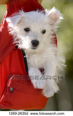 Stock Image - Close-up of a West Highland White Terrier puppy in a red backpack hanging on a wooden plank. Fotosearch