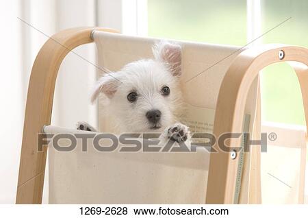 Close-up of a West Highland White Terrier puppy in a folding chair View Large Photo Image Stock Photo - Close-up of a West Highland White Terrier puppy in a folding chair. Fotosearch