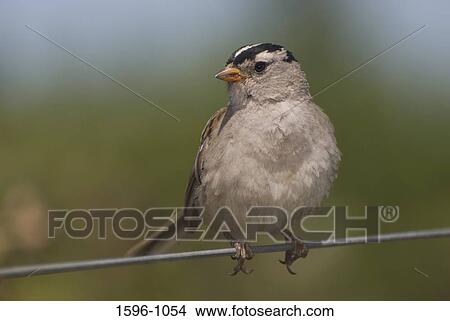 Close-up of a White-Crowned sparrow (Zonotrichia leucophrys) perching on a wire View Large Photo Image Picture - Close-up of a White-Crowned sparrow (Zonotrichia leucophrys) perching on a wire. Fotosearch