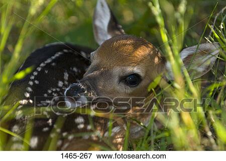 Close-up of a White-Tailed deer (Odocoileus virginianus) fawn View Large Photo Image Stock Photo - Close-up of a White-Tailed deer (Odocoileus virginianus) fawn. Fotosearch