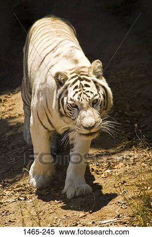Close-up of a White tiger ( Panthera tigris tigris) in a zoo View Large Photo Image Stock Photography - Close-up of a White tiger ( Panthera tigris tigris) in a zoo. Fotosearch