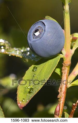 Close-up of a wild blueberry View Large Photo Image Stock Image - Close-up of a wild blueberry. Fotosearch