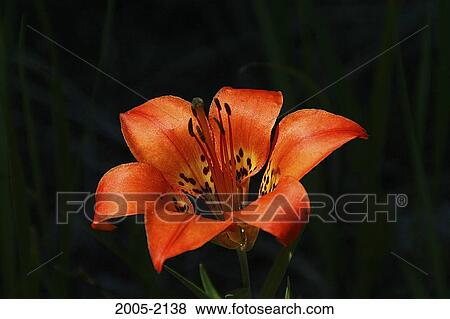 Close-up of a Wild Lily View Large Photo Image Stock Photo - Close-up of a Wild Lily. Fotosearch