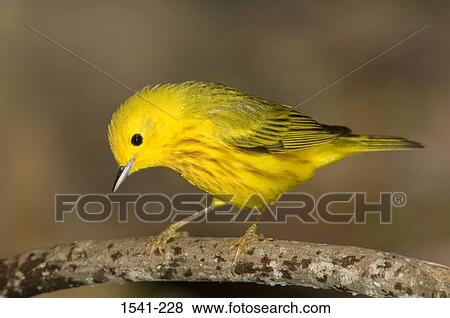 Stock Photo - Close-up of a Yellow Warbler (Dendroica petechia) perching on a tree branch. Fotosearch