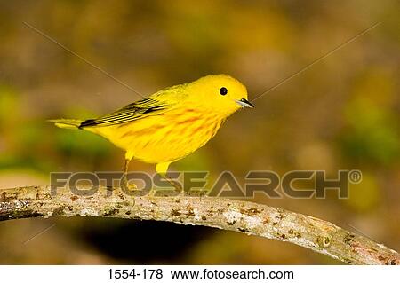 Stock Photo - Close-up of a Yellow warbler (Dendroica petechia) perching on a branch. Fotosearch
