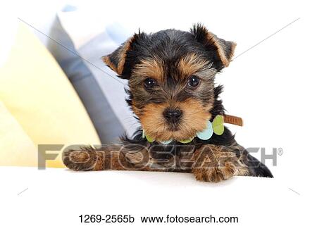 Close-up of a Yorkshire Terrier puppy View Large Photo Image Stock Image - Close-up of a Yorkshire Terrier puppy. Fotosearch